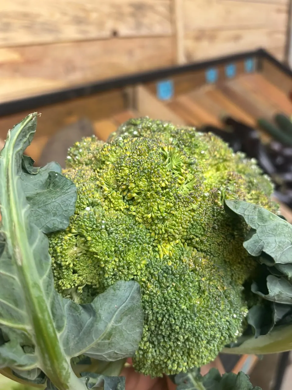Brocoli - 1